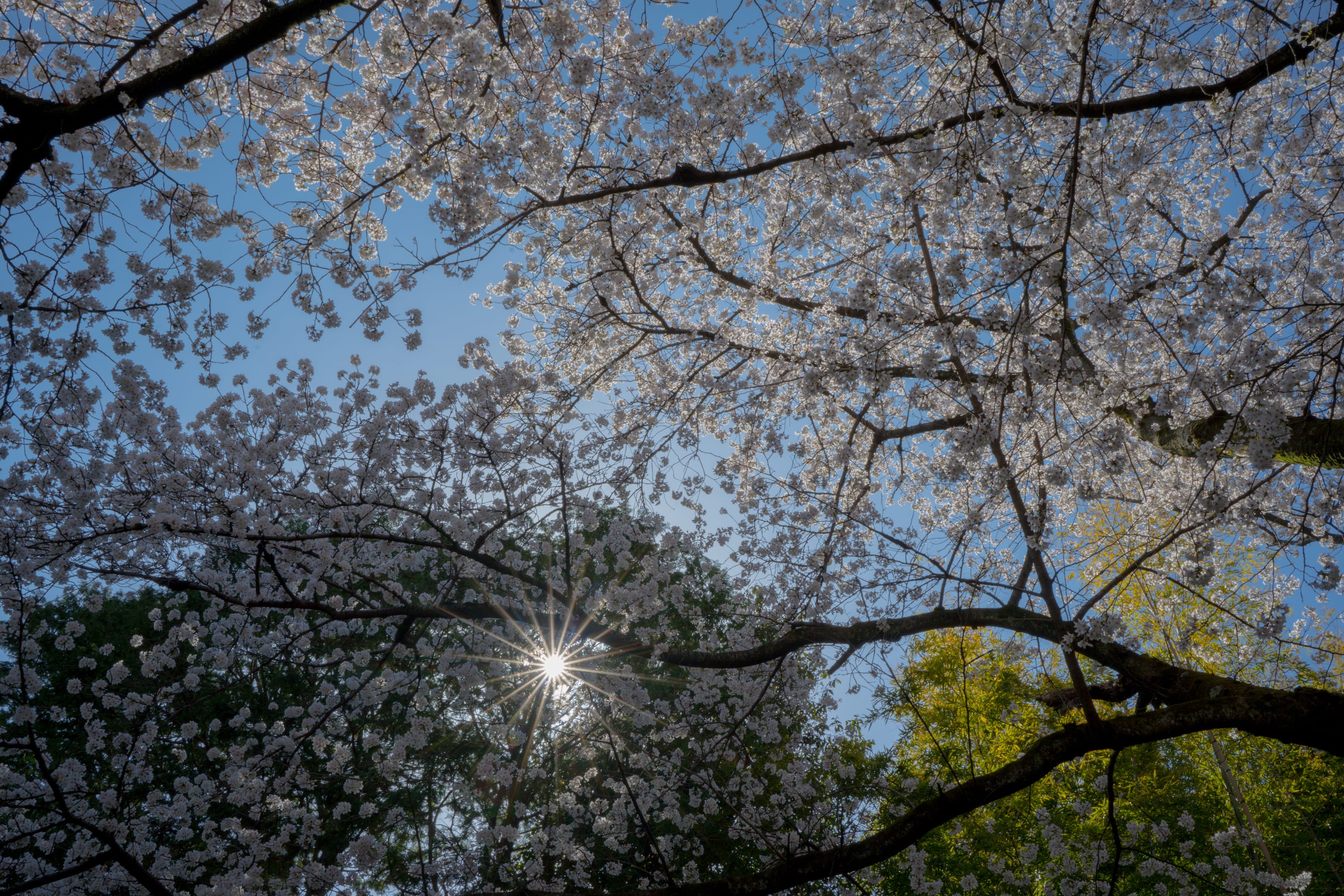 cherry blossom with sun