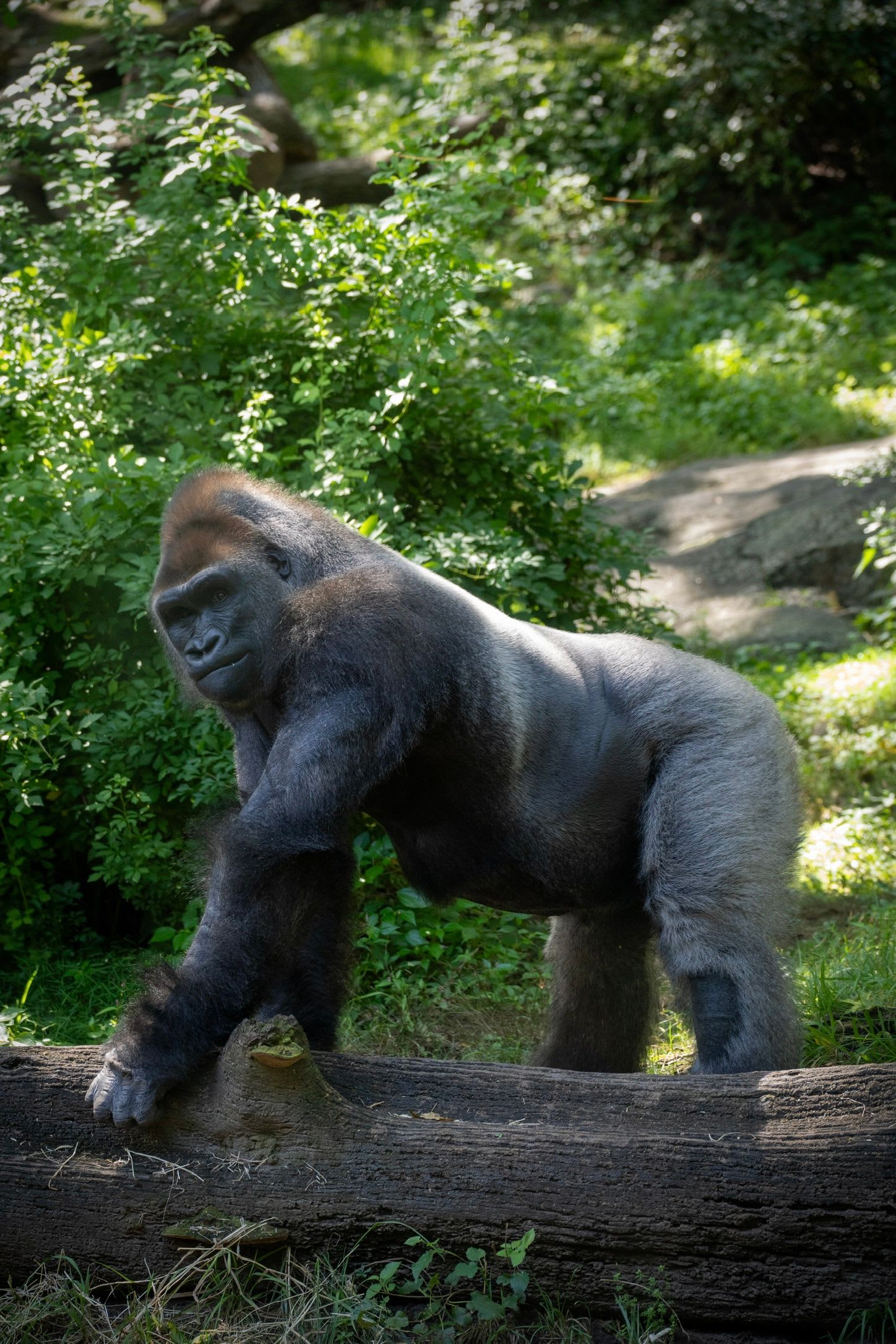 gorilla