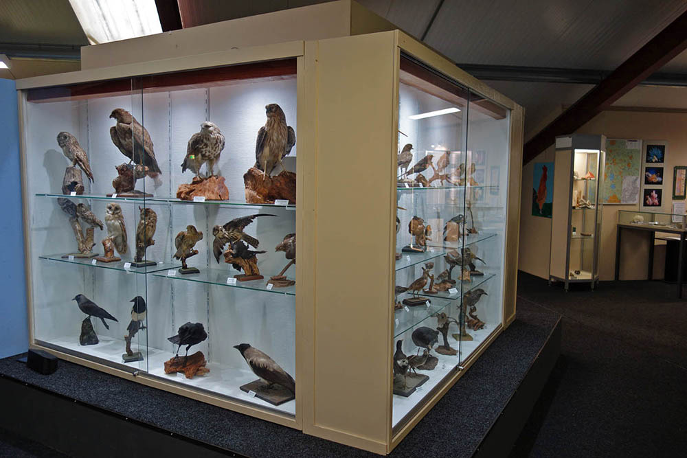 Natuurmuseum Bruinenberg vogels
