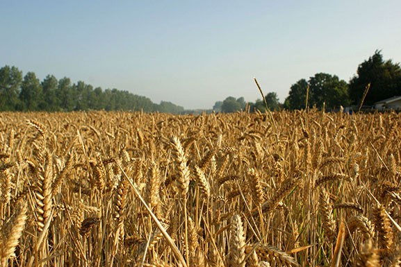 Molen de Hoop Ouddorp