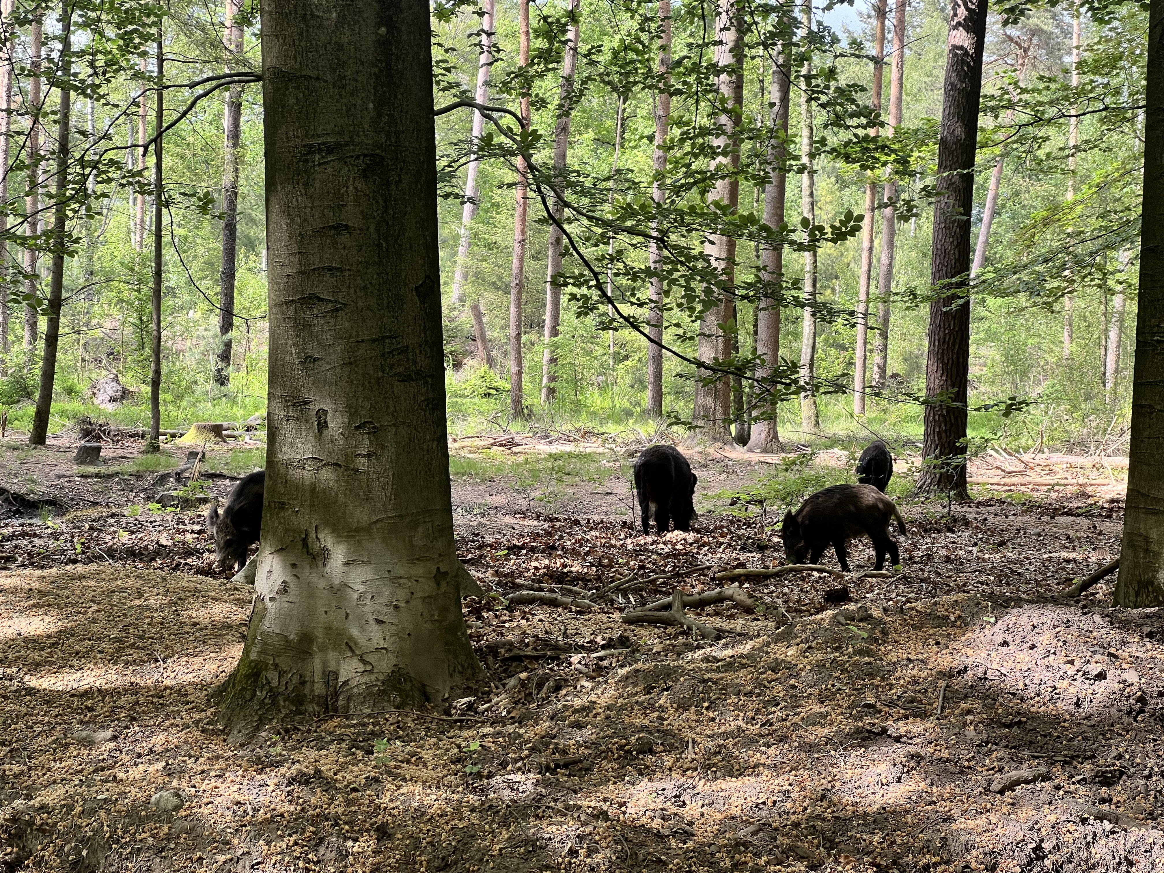Pannenkoekenrestaurant De Ossenstal | Natuur