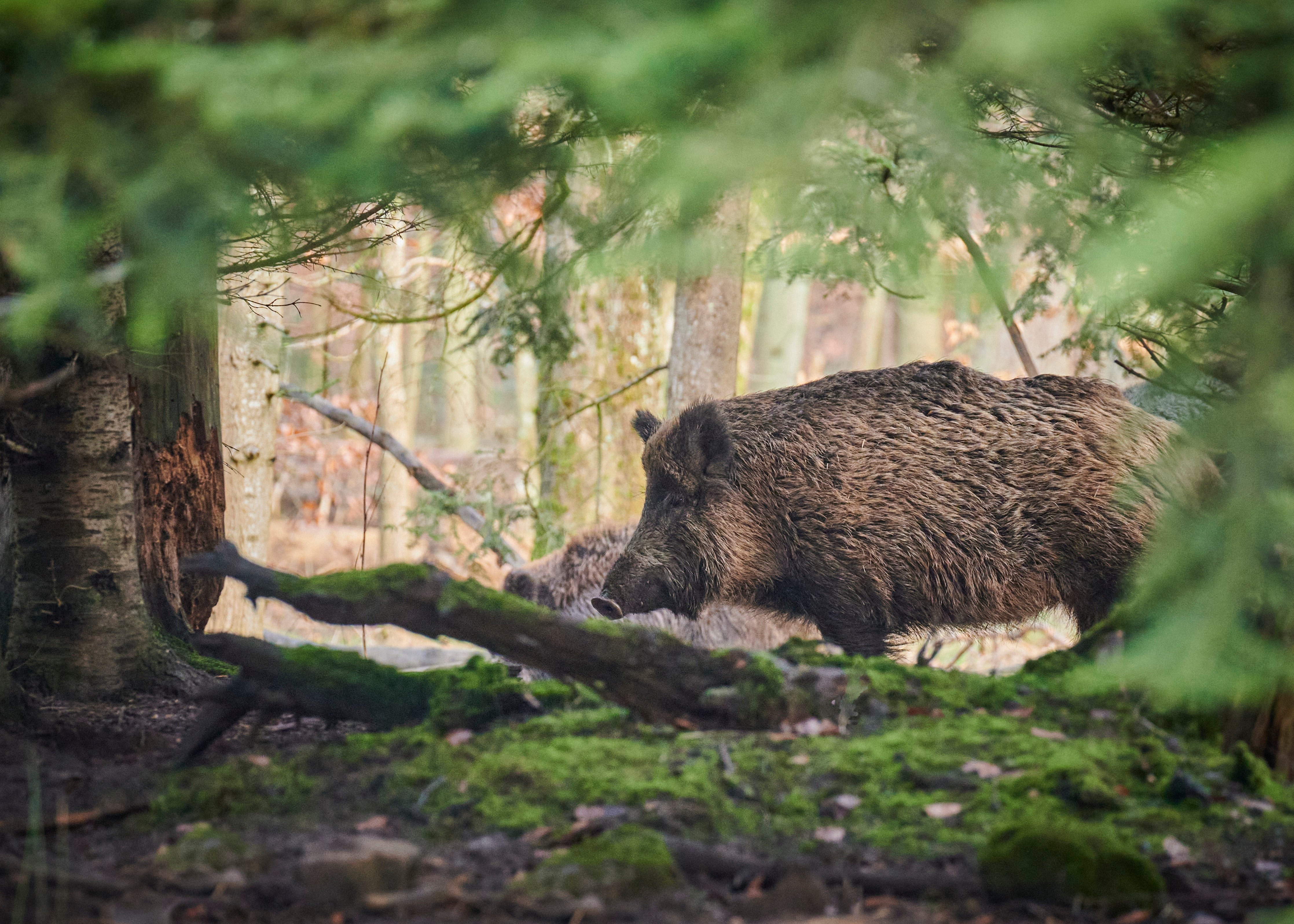 Boswachterij de Kievit | Wild zijn