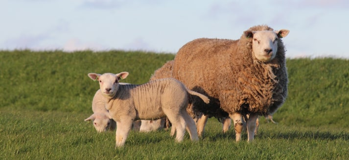 Schaapjes op de dijk van Ameland