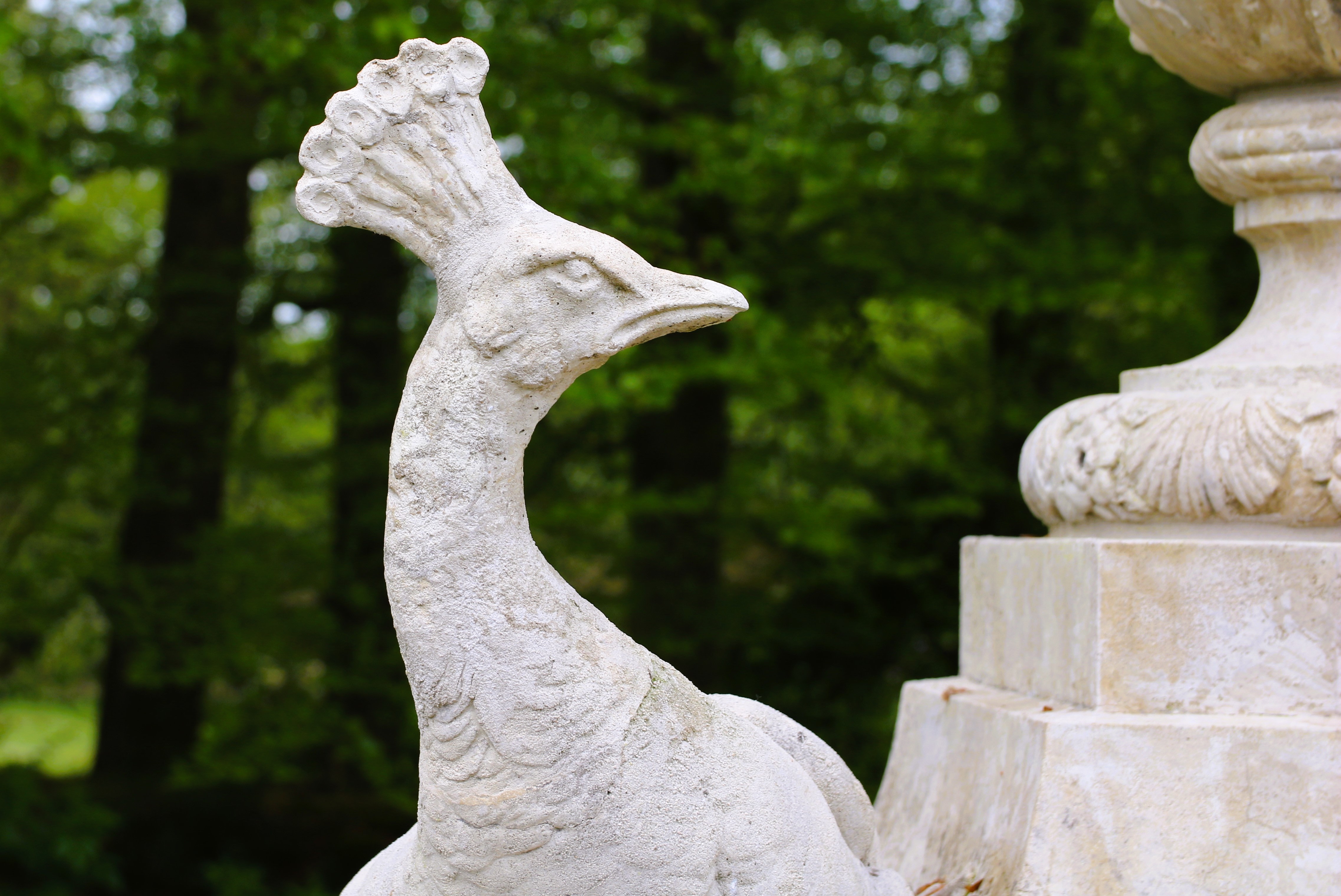 Witte pauw Staverden | detail