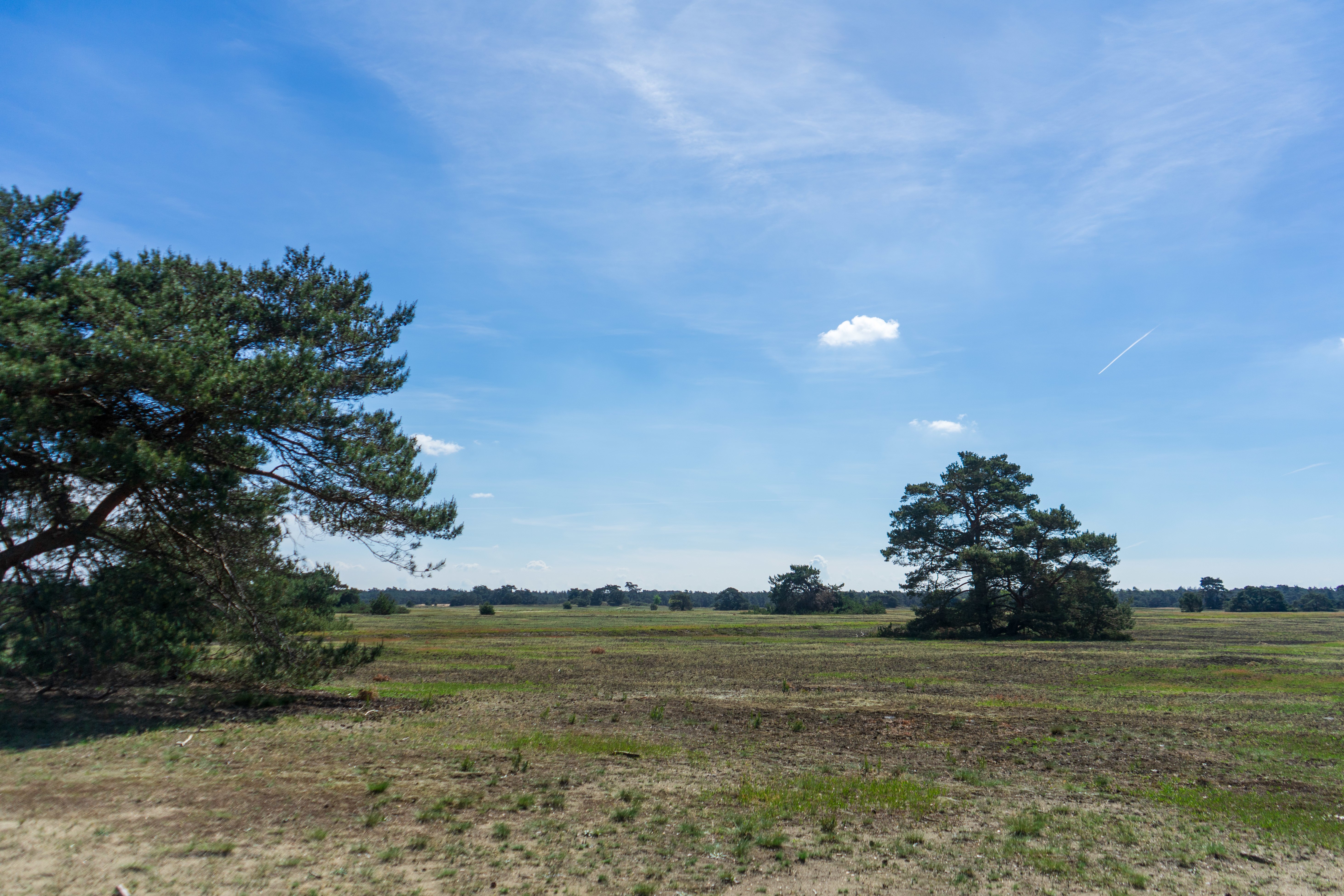 Otterlose Zand korstmos