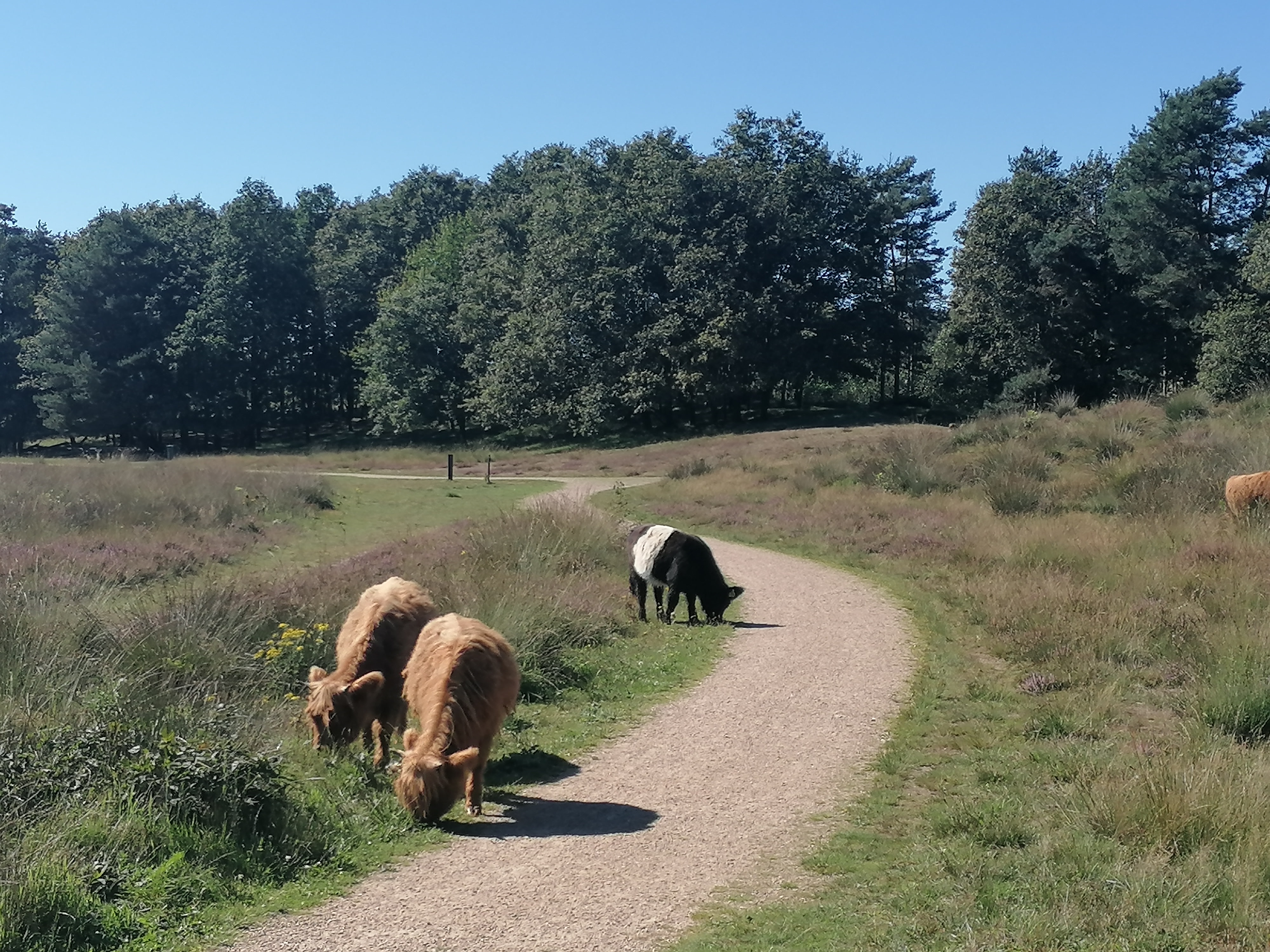 Prachtige natuur rondom Het Keelven bij Natuurpoort Vennenhorst Someren