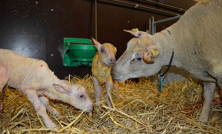 Schapenhouderij Lammes-Hopman