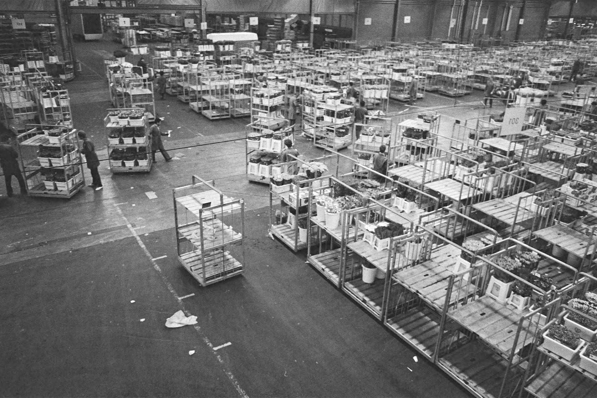 Te veilen bloemen in de veilinghal