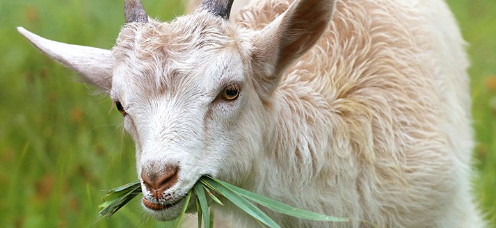Landwinkel De Vrolijke Geit