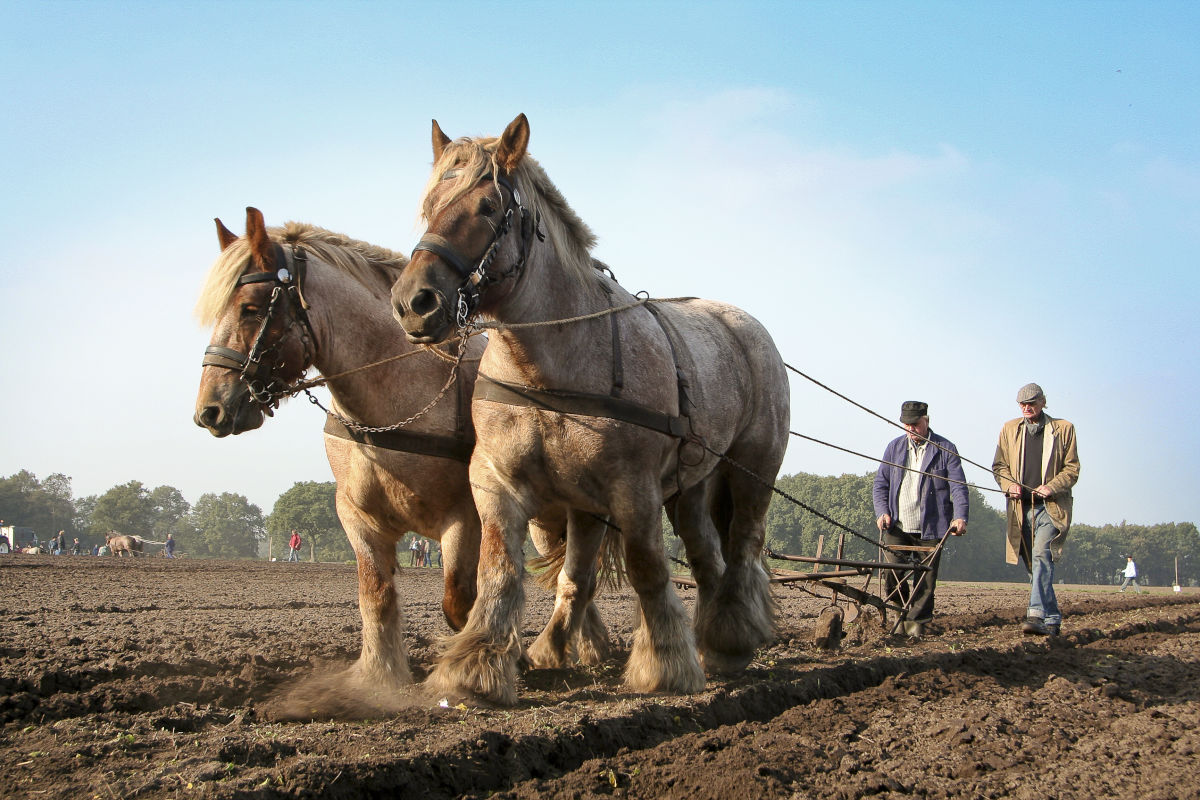 Sfeerplaatje van monumentendorp Orvelte