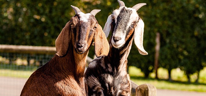 Geiten op de camping