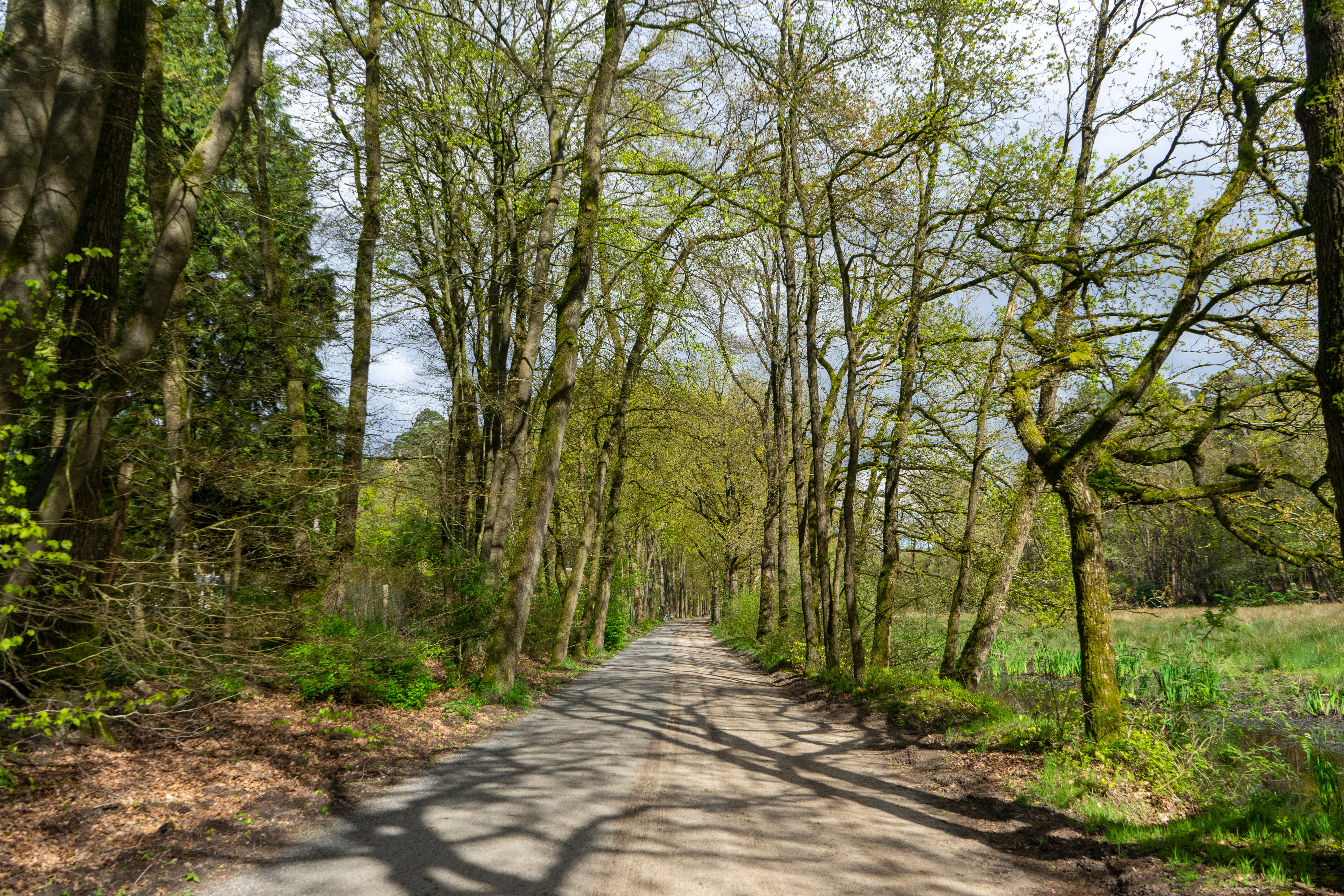 Leuvenumse Bossen fietspad