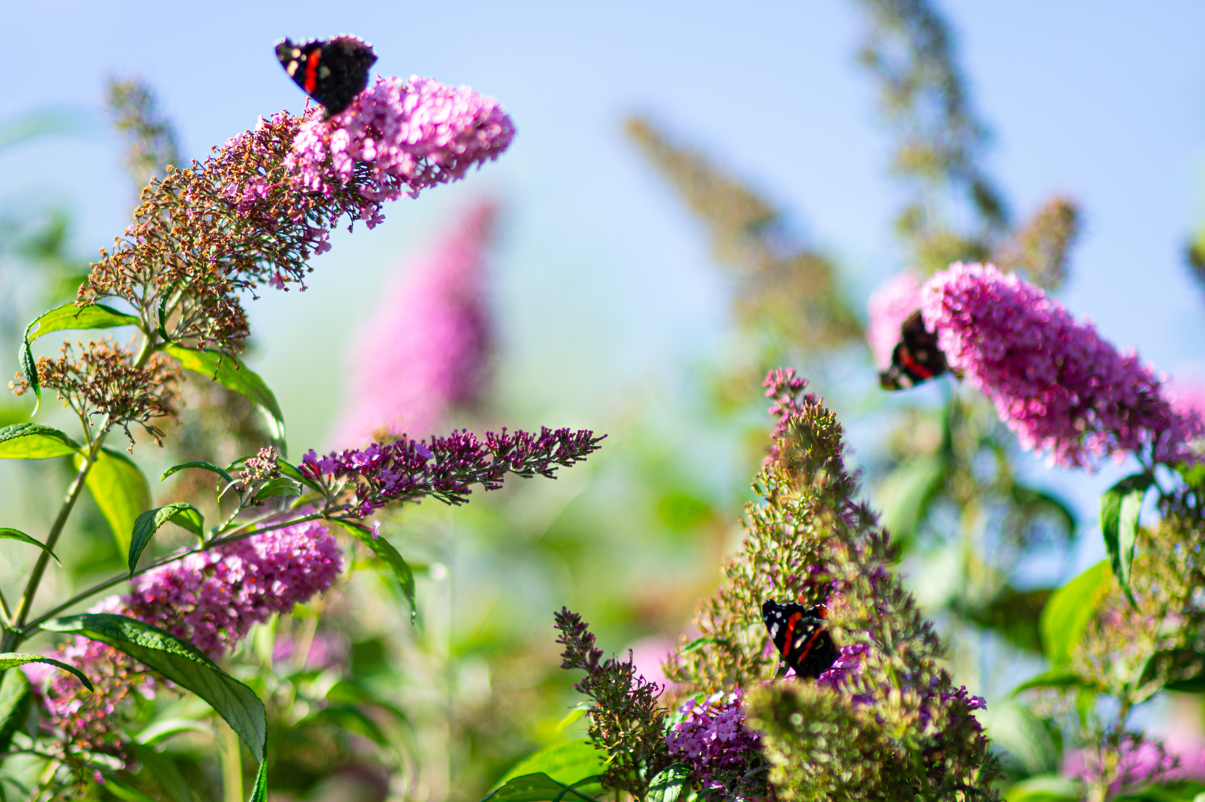 Bloemen bij Theetuin Bloom
