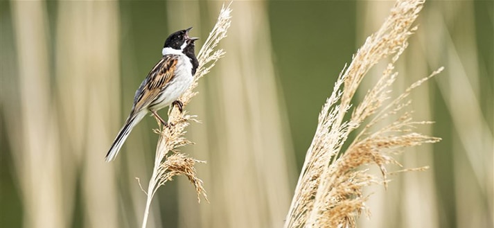 Rietgors - Jelle de Jong