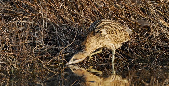 Roerdomp - Jelle de Jong