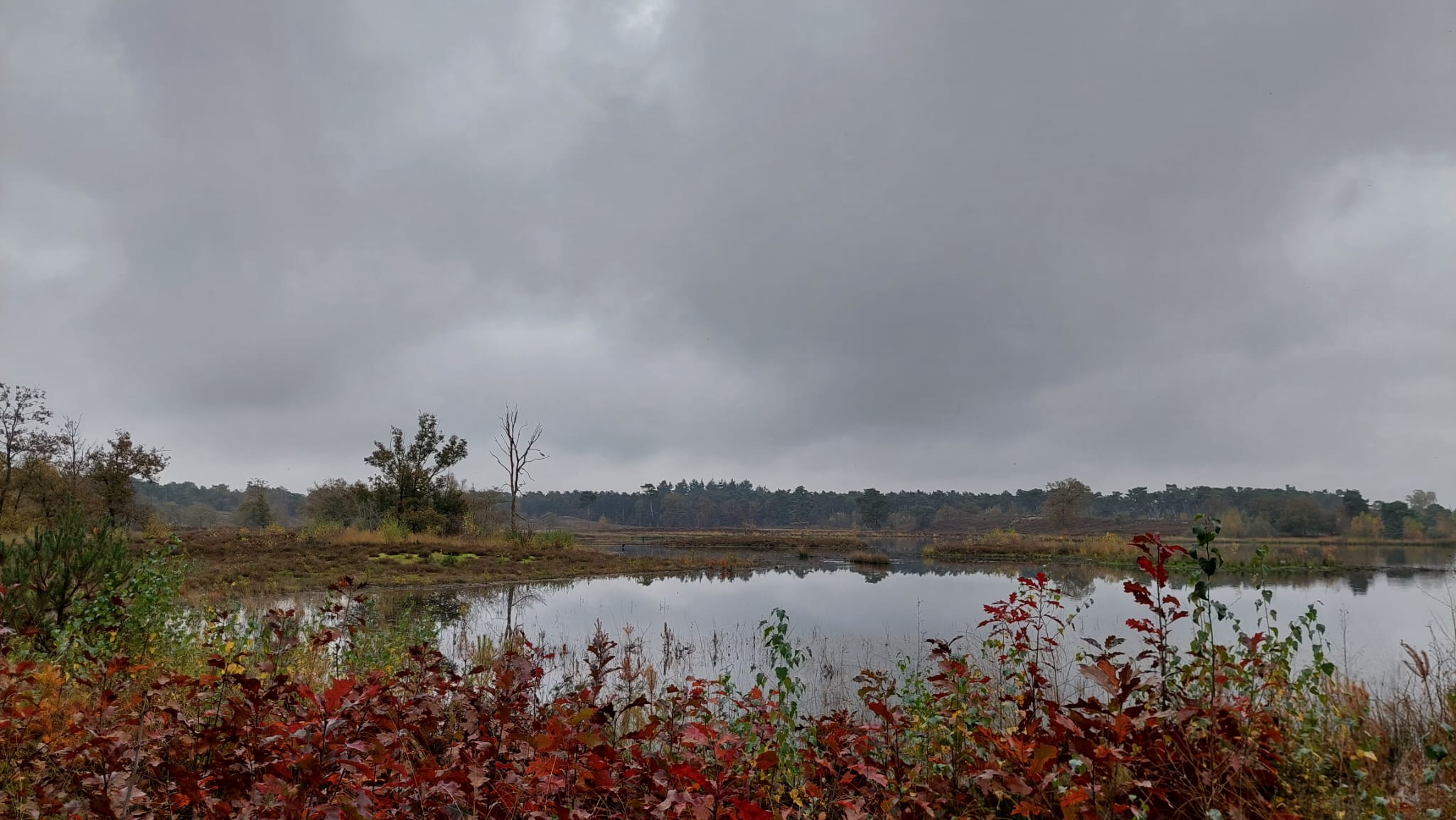 De Hatertse Vennen bij Nijmegen
