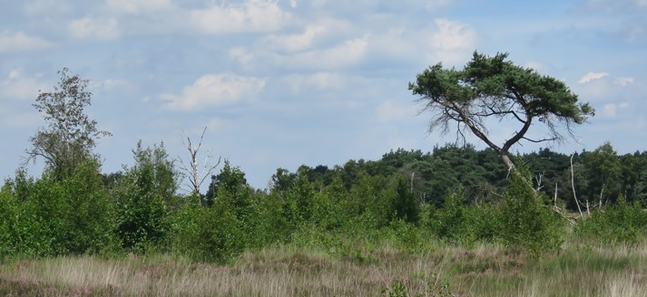 Grenspark Kalmthoutse Heide