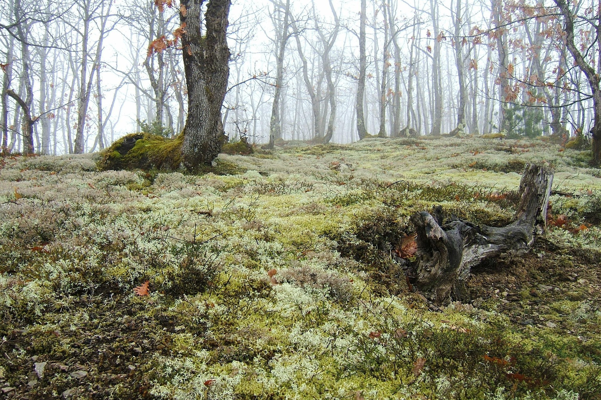 Onderduiken in het bos