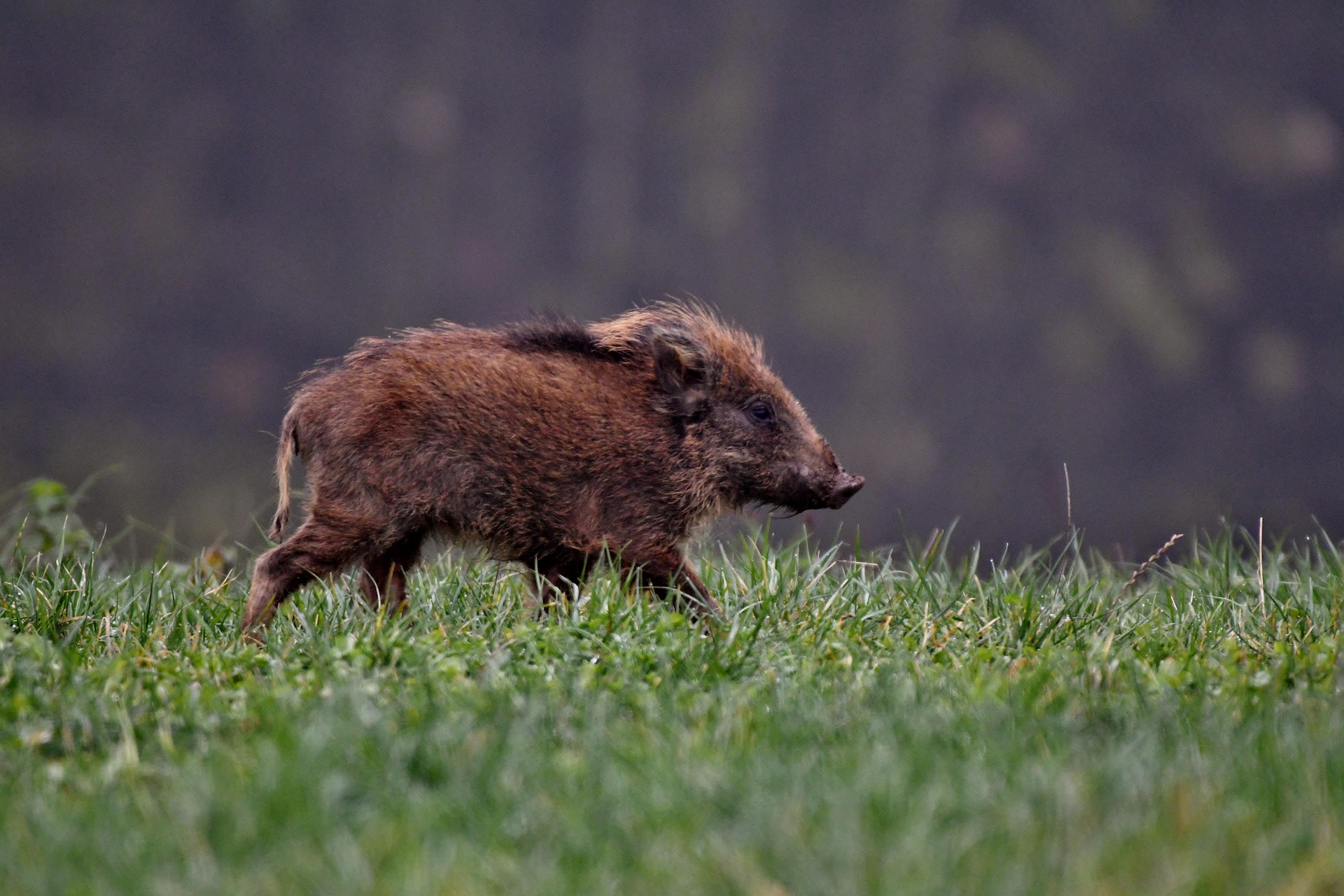 Wild zwijntje op de open vlakte
