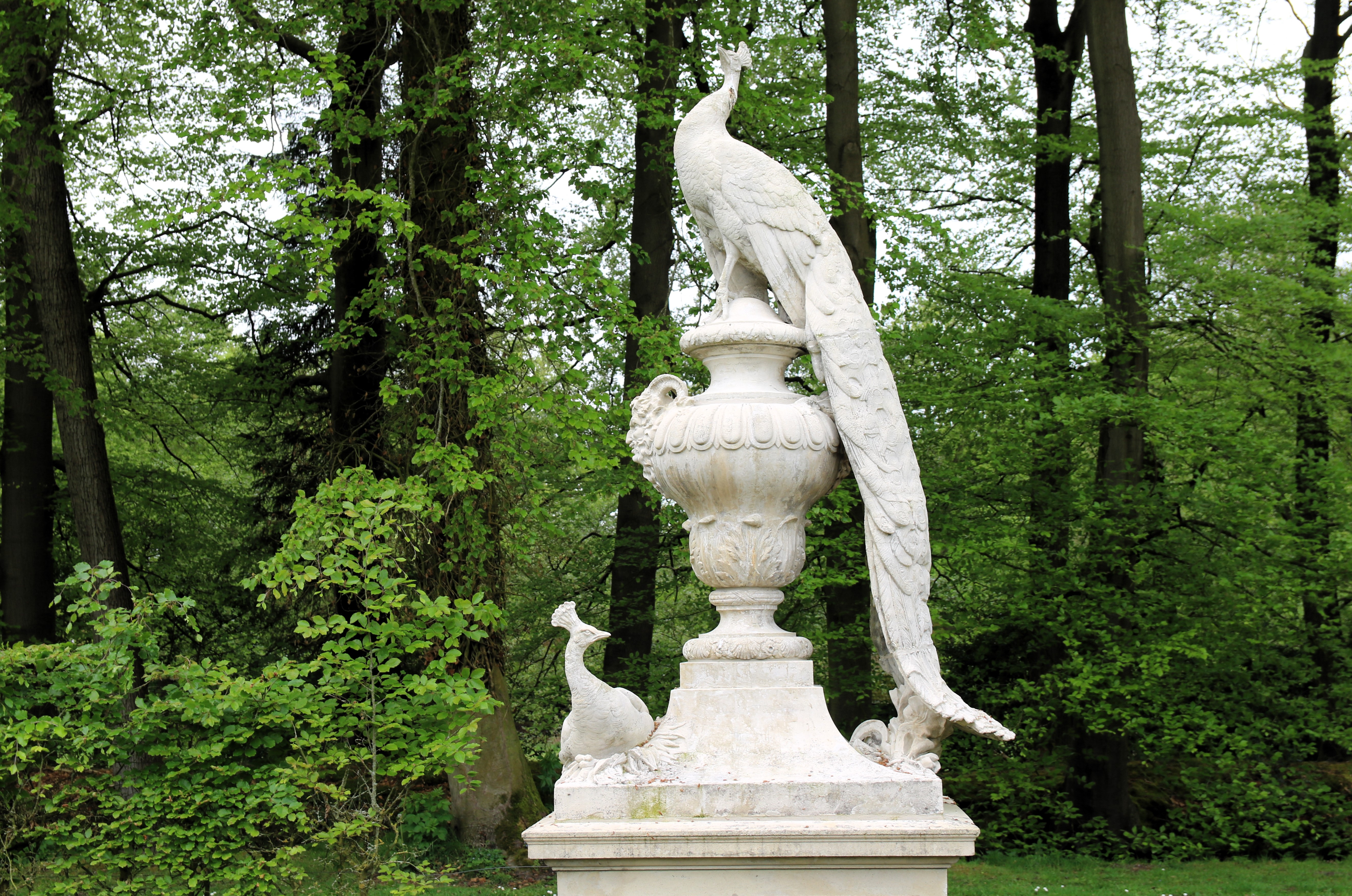 Witte pauw Staverden | voorkant