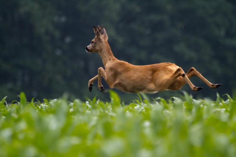 Parkcamping t Ravenest