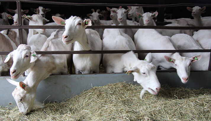 De Brienenshof in Cothen