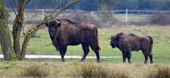 Natuurcentrum De Maashorst