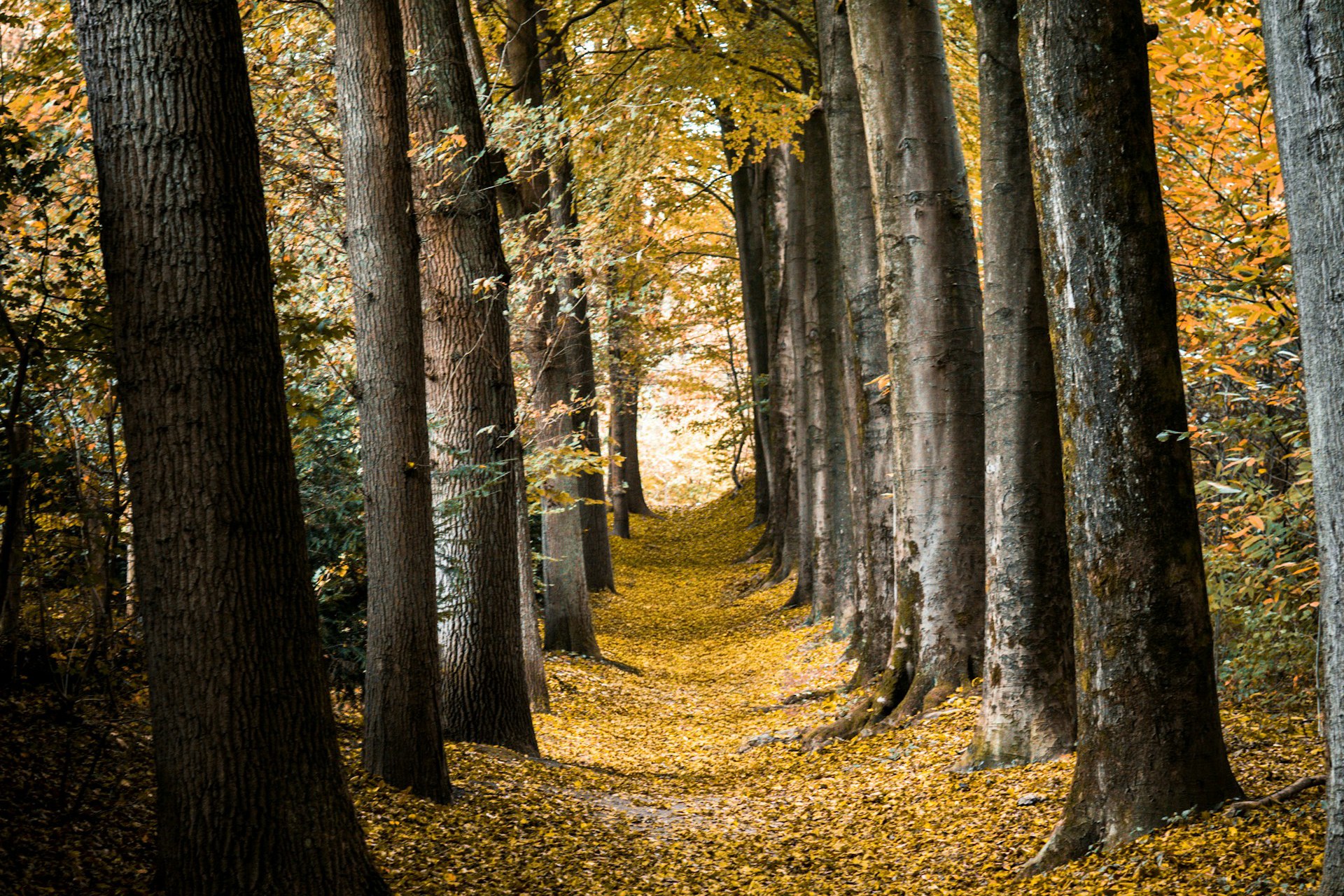 Bossen bij Duivelsberg