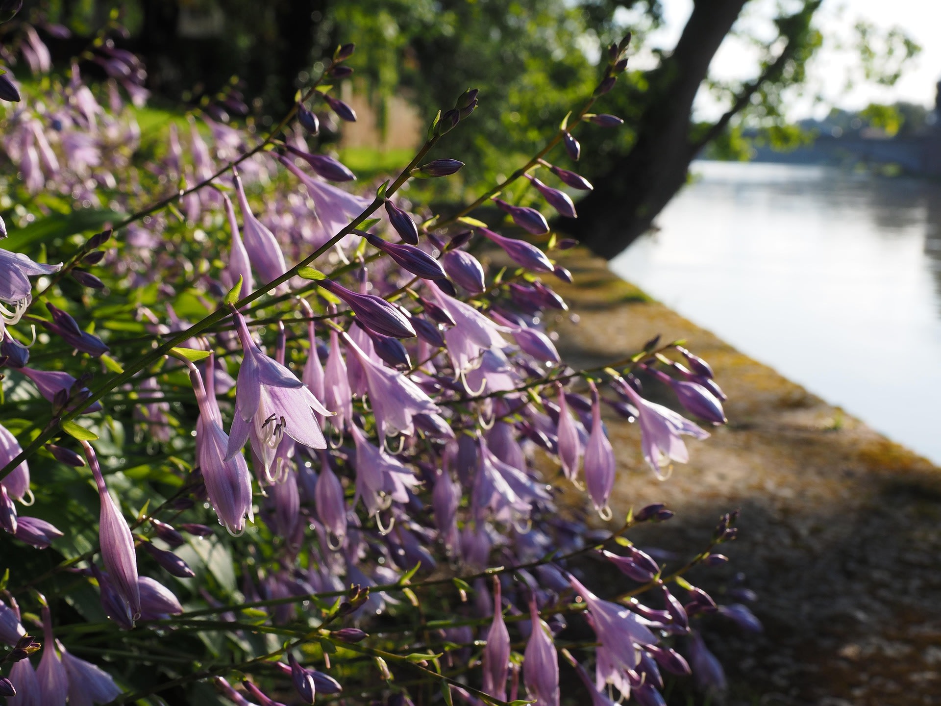 Hosta's aan de waterkant