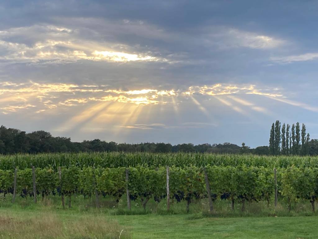 Prachtige omgeving van Erve Zonnehoeve | Wijngaard en B&B