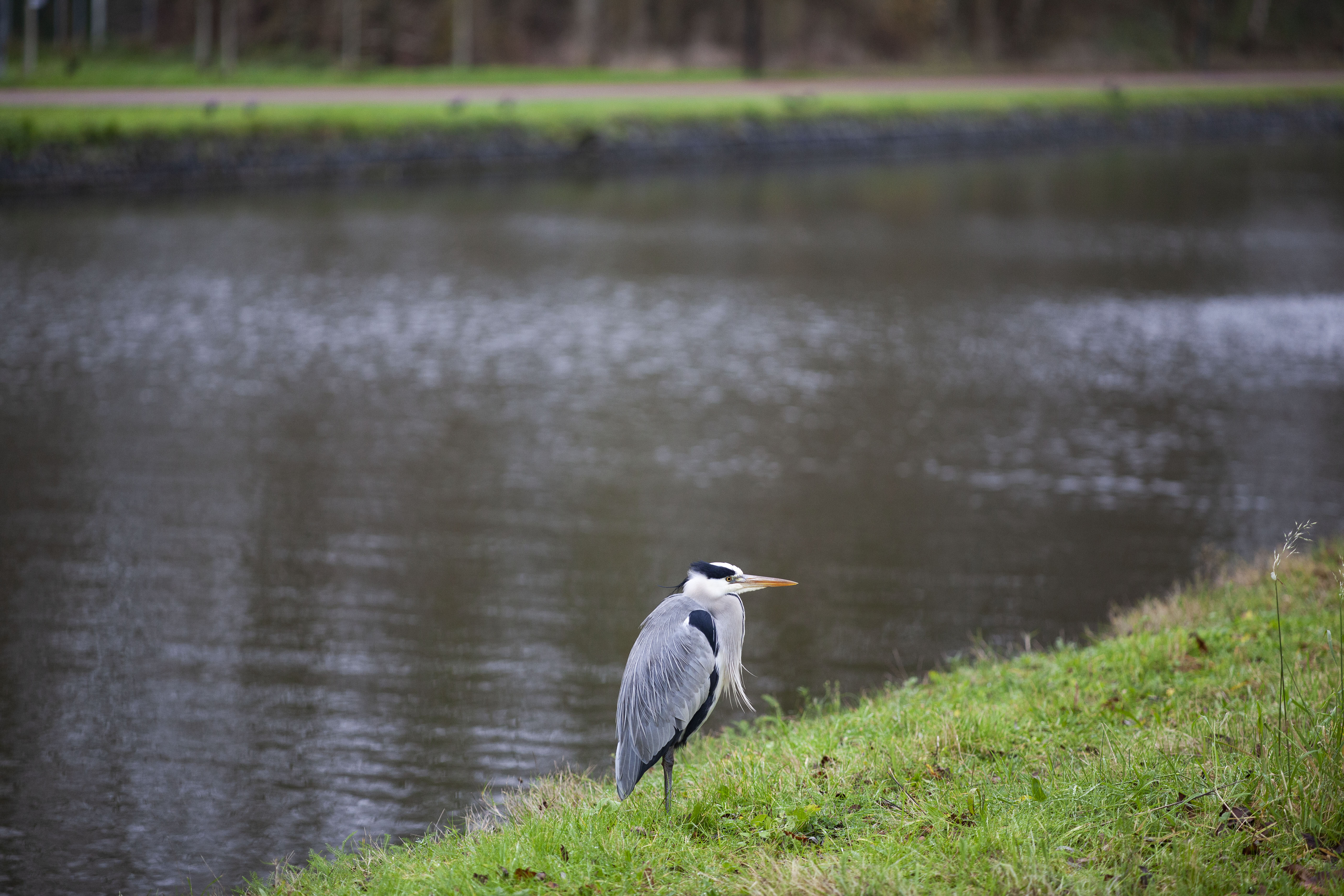 Langs de Vliet reiger