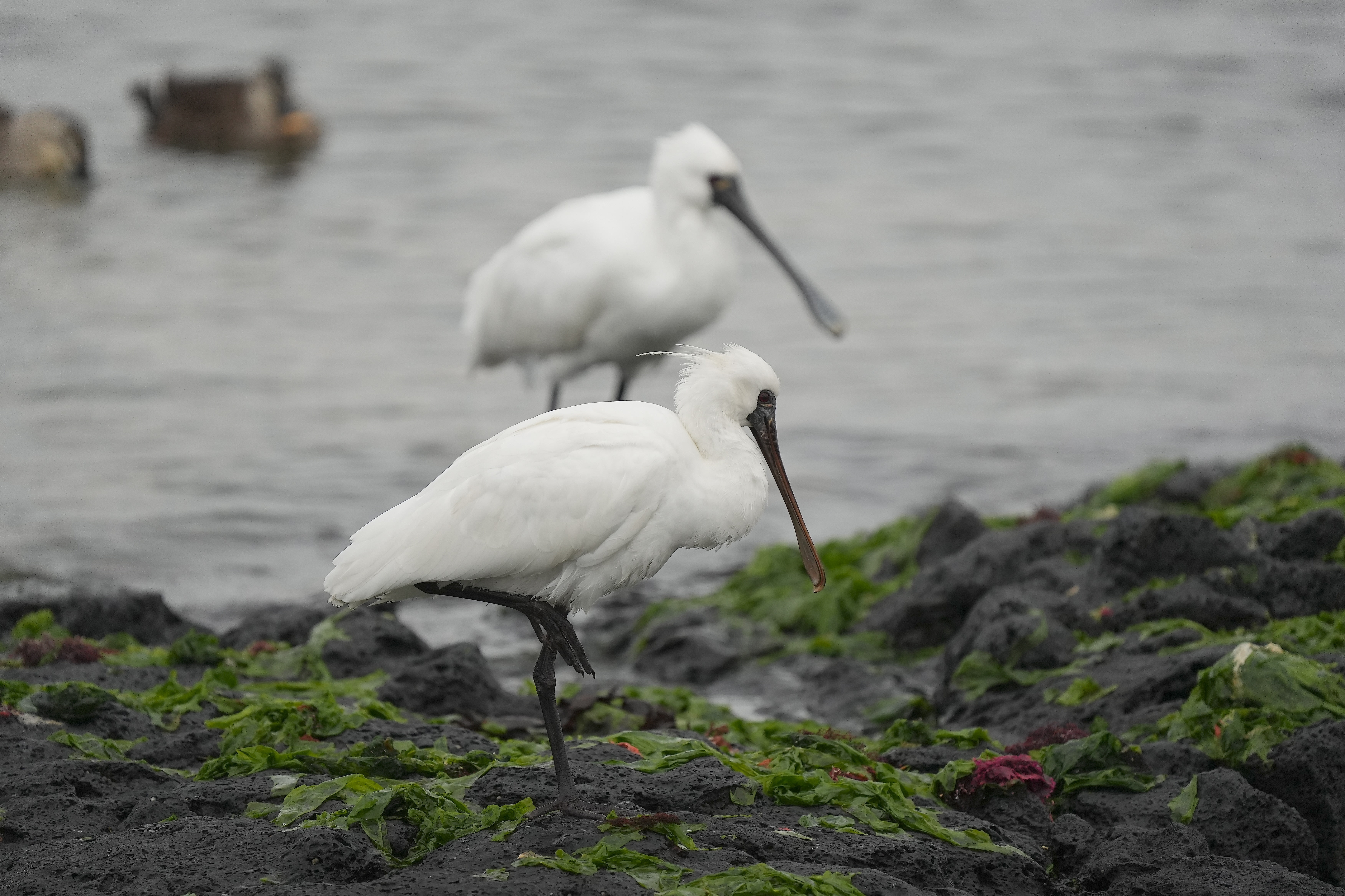 Lepelaars bij De Schorren