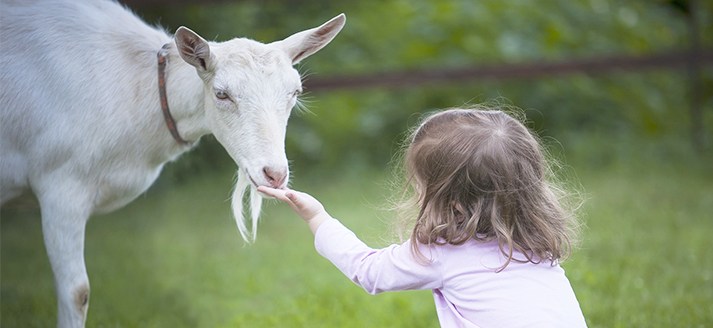 Geitenboerderij De Mekkerstee