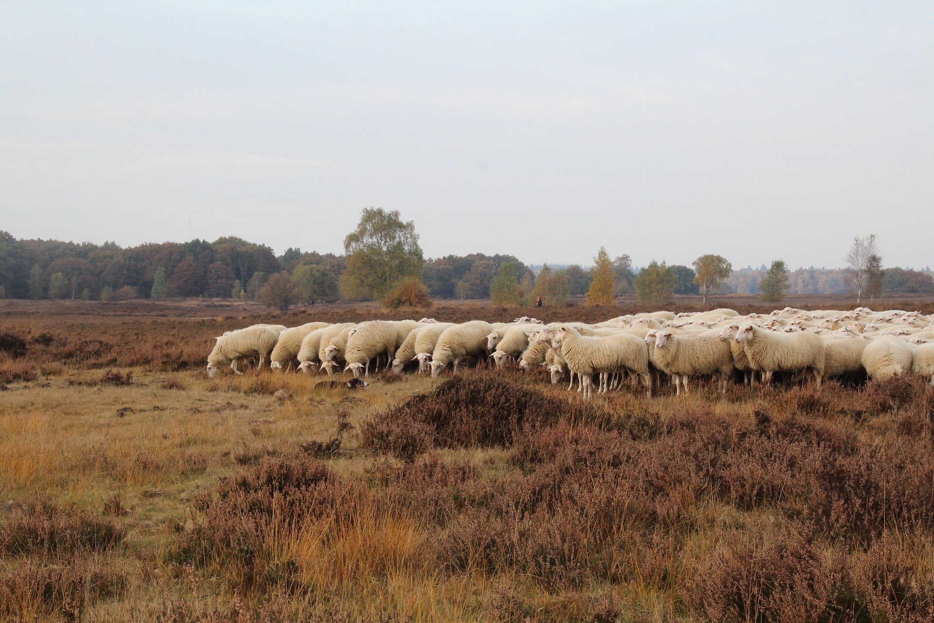 Schaapskooi Ermelo op de Ermelosche Heide