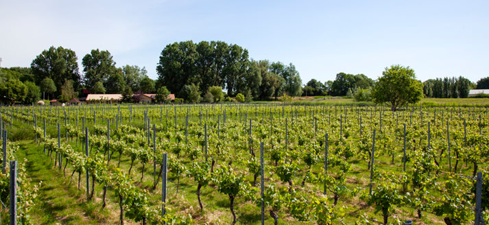 Wijngaard de Amsteltuin