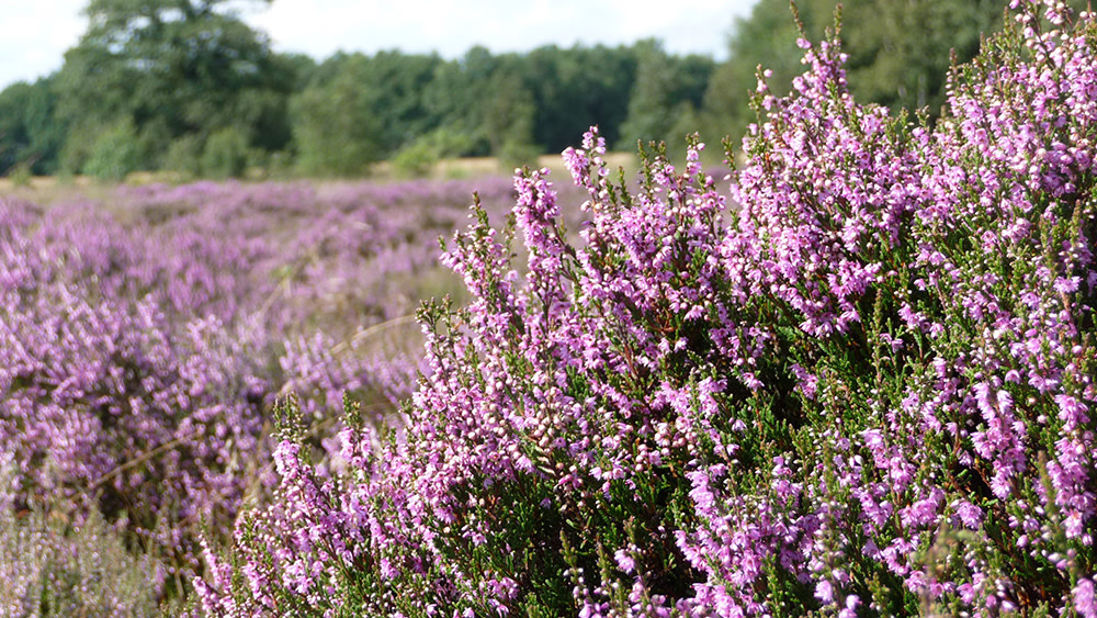 Nature campsite the Rhanerveld