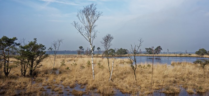 Natuurgebied Kalmthout