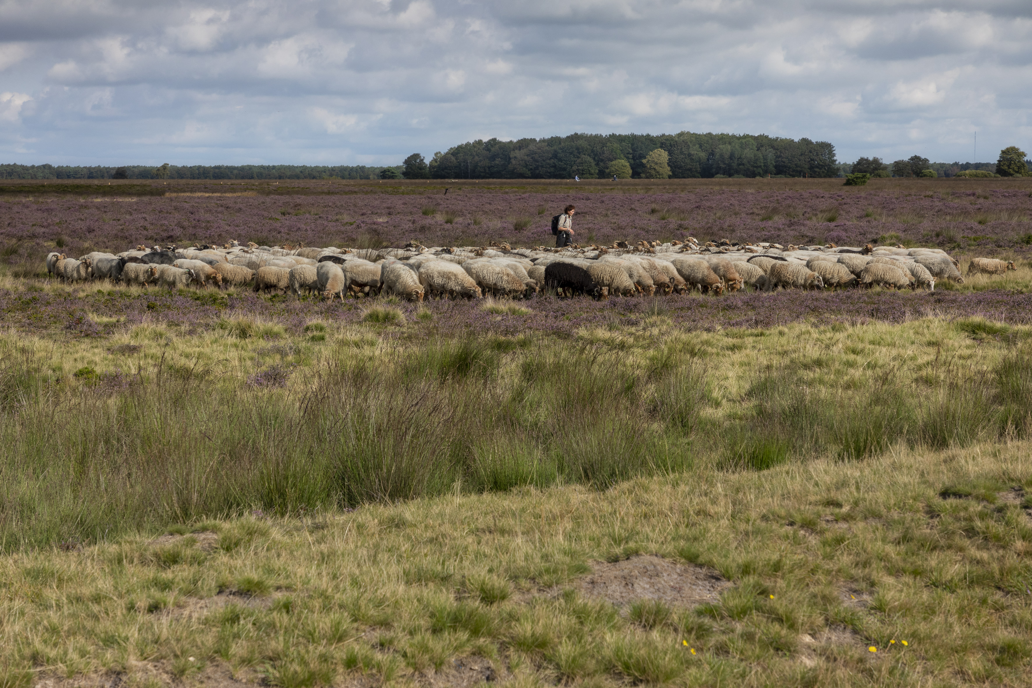 Dwingelderveldroute in Drenthe