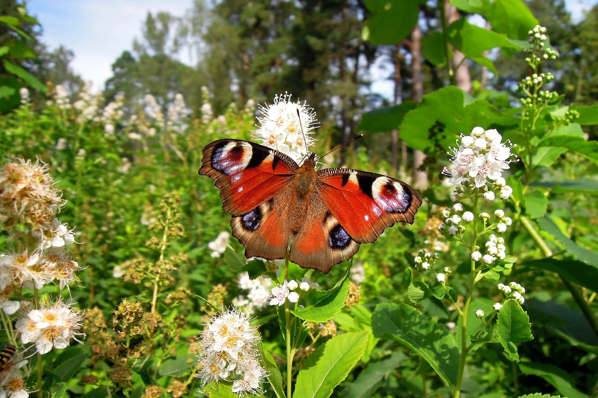 Vlinderstad Deventer