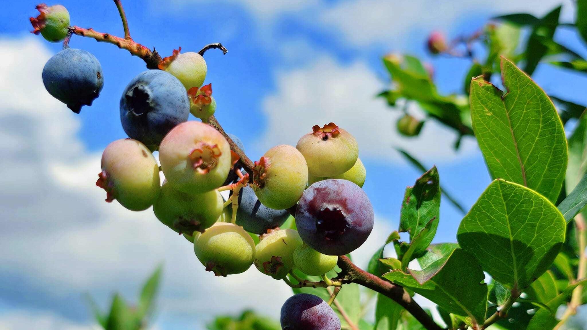 Heerlijke blauwe bessen van Blauwe bessengaard op 't Leeuweriksveld