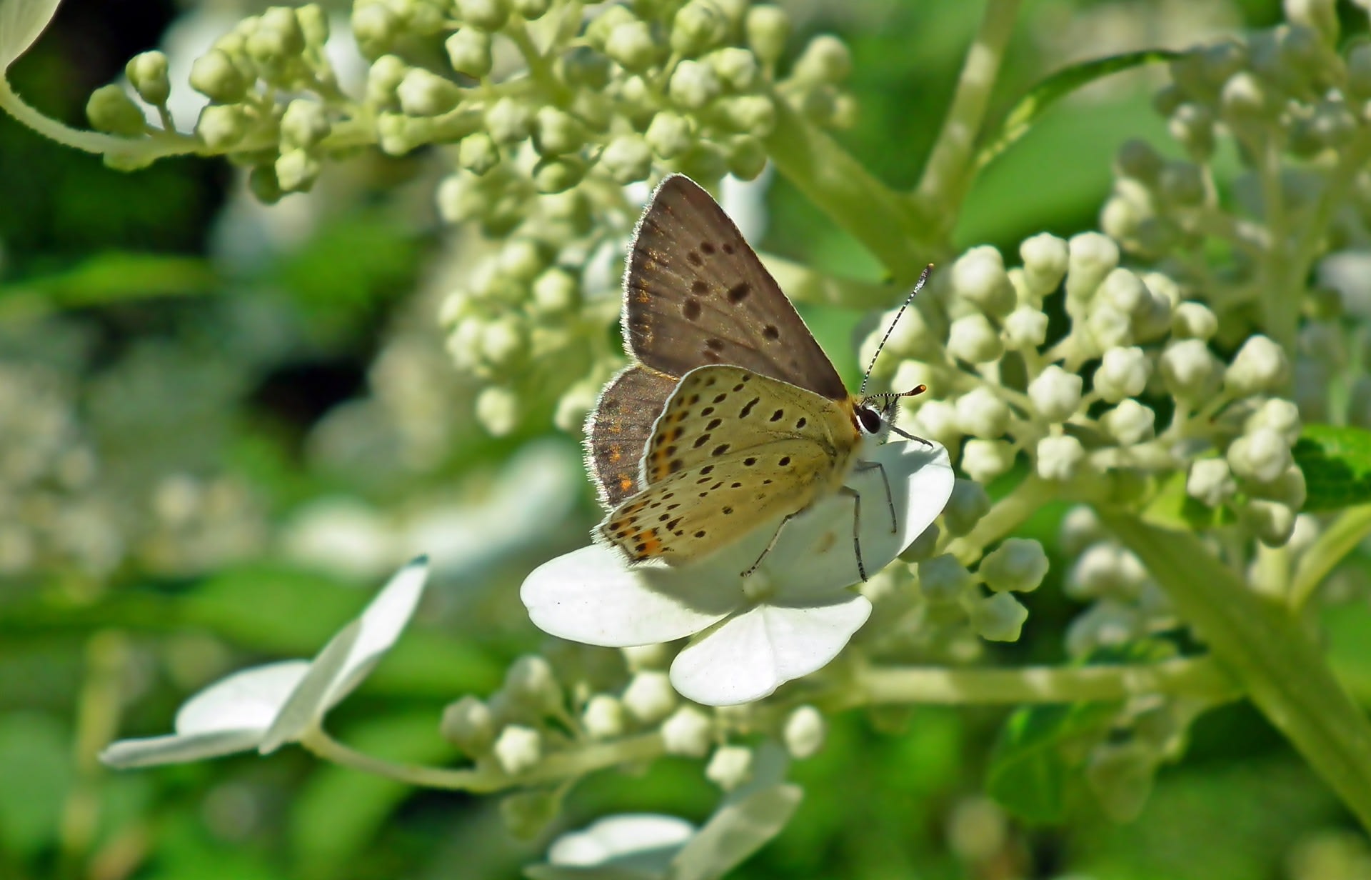 Foto ter illustratie