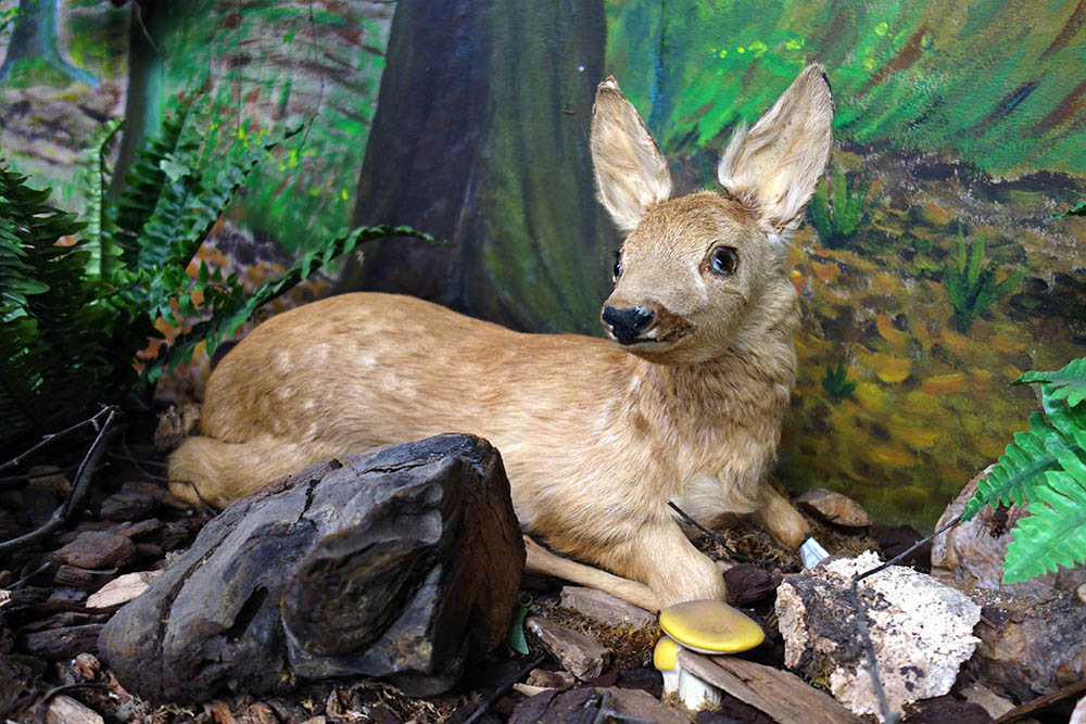 Natuurmuseum Bruinenberg