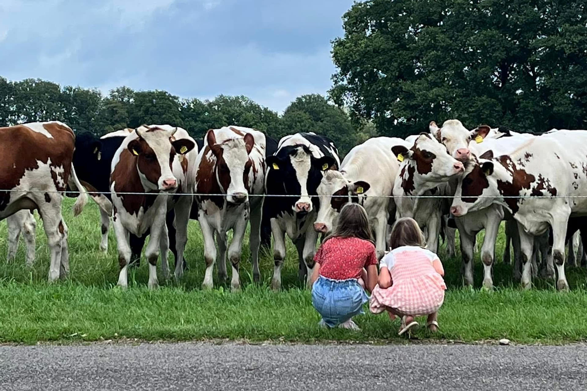 Het Buurtkupertje | koeien in de wei