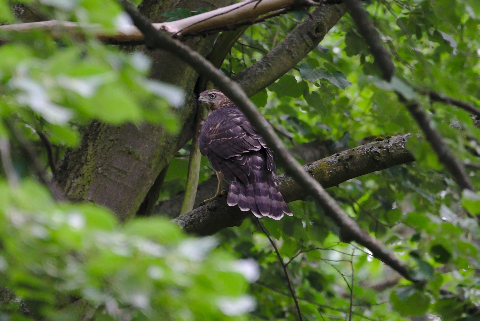 Buizerd in het Bieslandse Bos