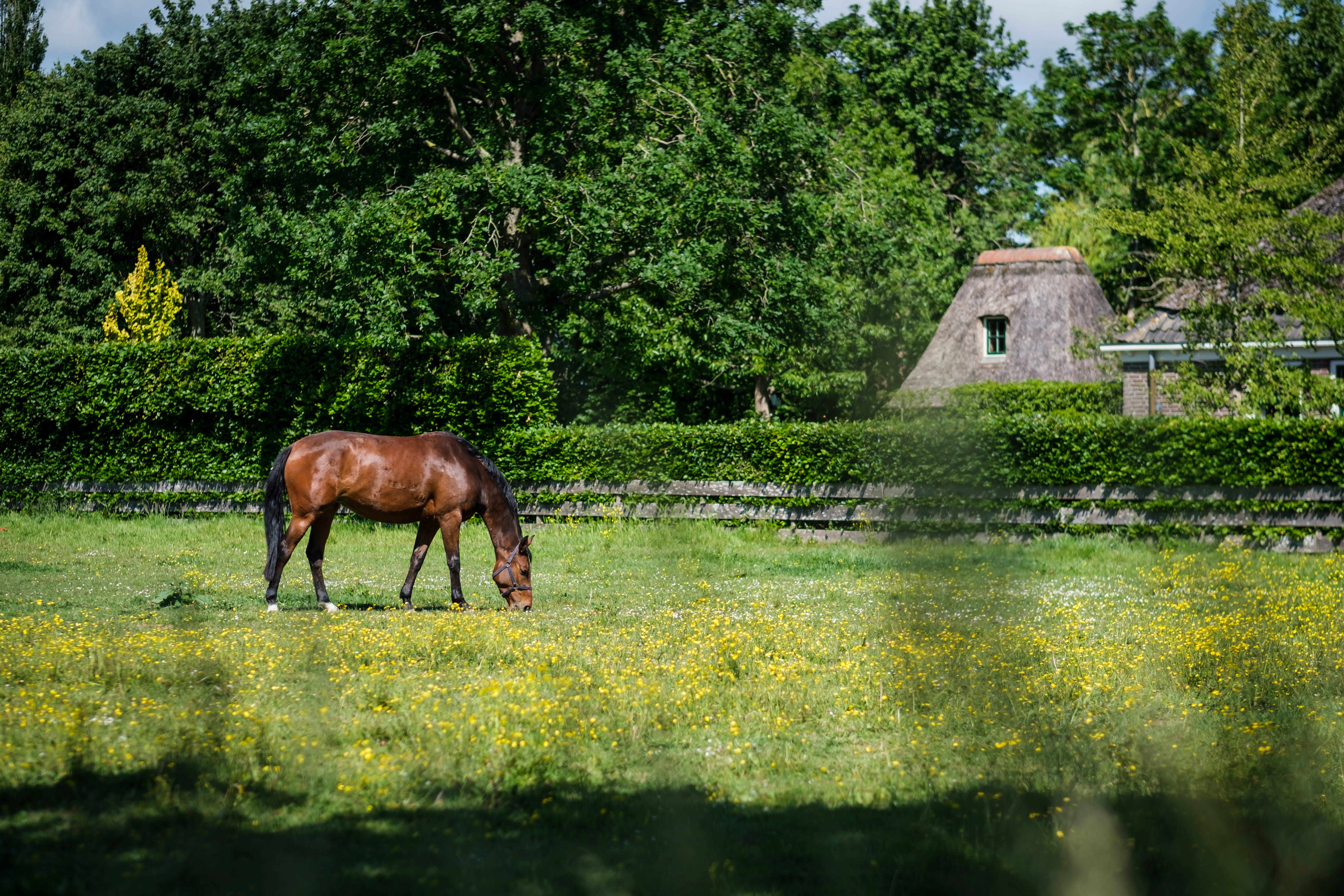 Terug in 't Zadel Schellinkhout