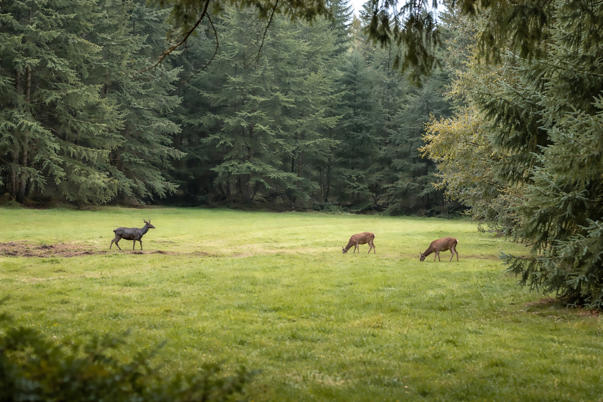 Wildobservatiepost Hoeve Delle