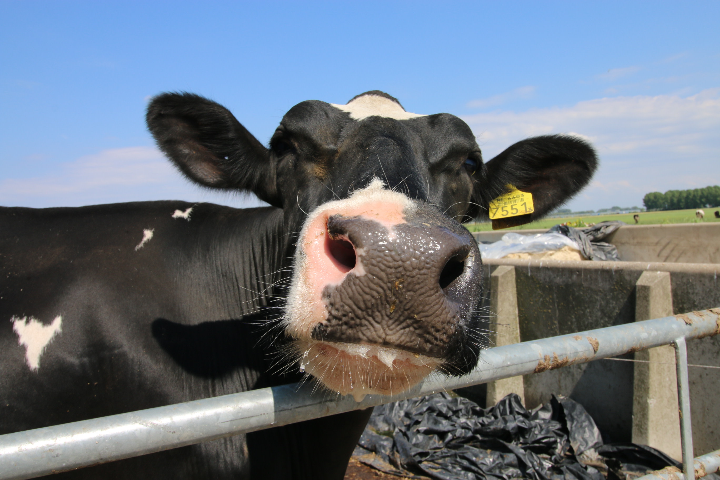 Blije koeien bij Zuivelboerderij van Wees