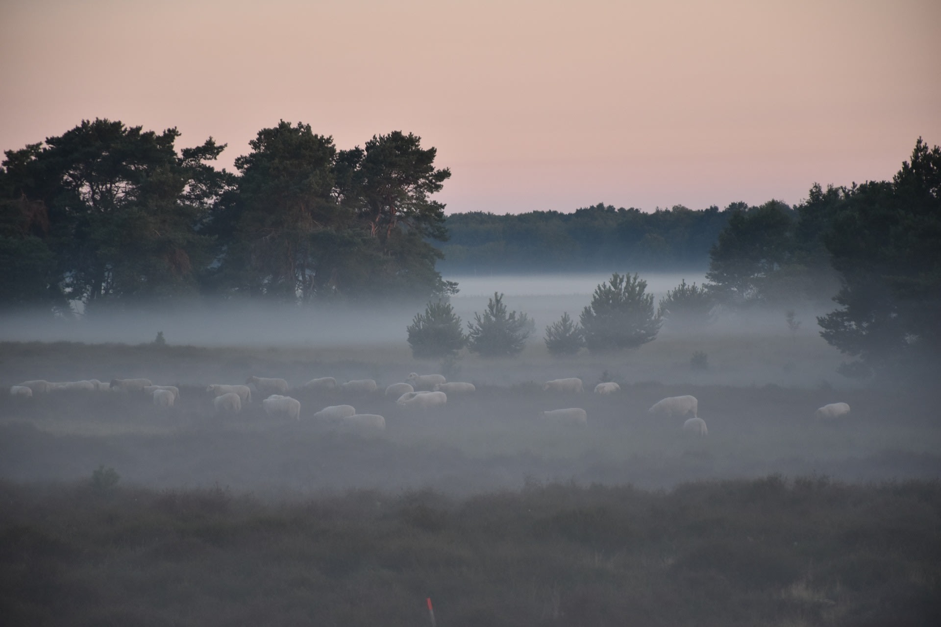Schapen in de mist