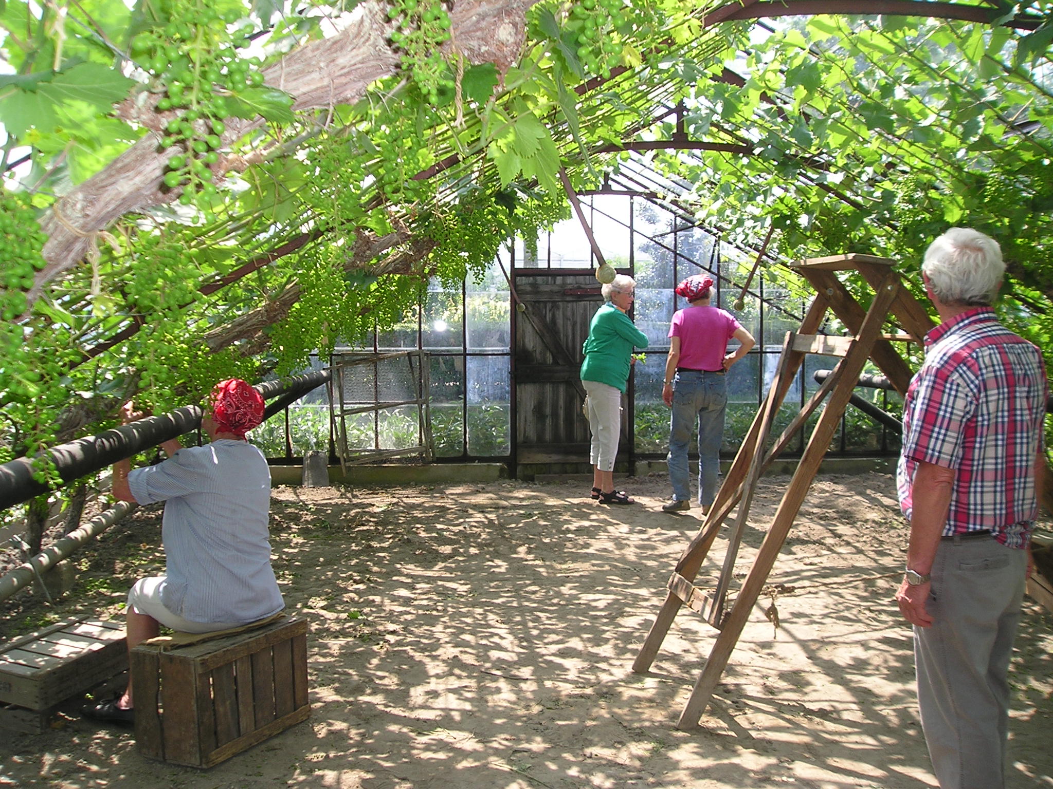 Westlands Museum - Druivenserre