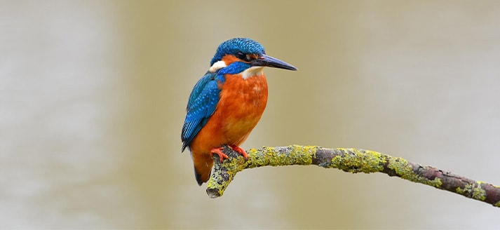 Bezoekerscentrum Renkums Beekdal